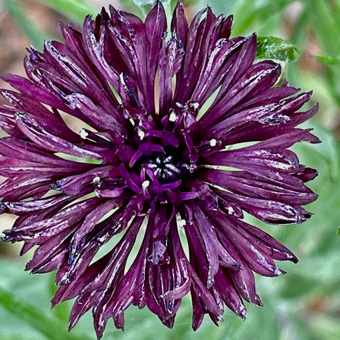 Purple Bachelor's Button